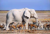 <p>A white elephant standing with a group of gazelles. (Photo: Anatoly Berman/Caters News) </p>