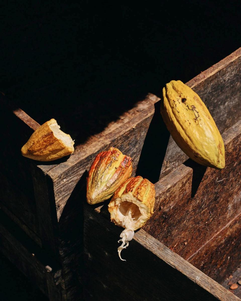 Hotel Chocolat currently have 200 St Lucian cocoa growers supplying more than 55 tons of wet beans - Credit: Ben Quinton