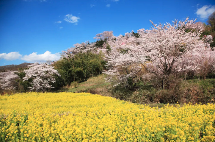 日本旅遊｜日本花季全攻略！一年四季花期、賞花景點推介一覽 4月紫藤花、鬱金香、芝櫻、粉蝶花