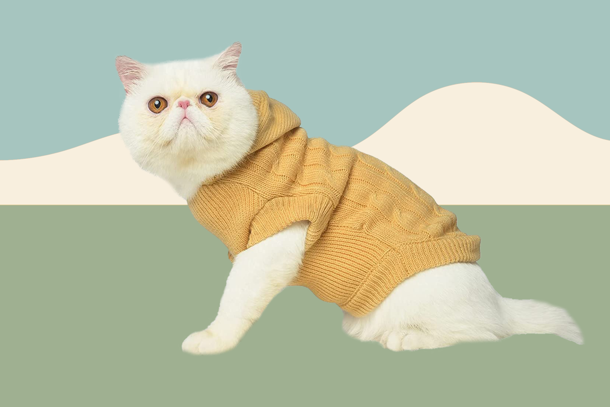 A Veterinarian's Take on Cat Winter Coats, Plus 5 Options to Try