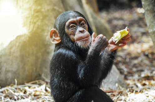 <span class="caption">A baby chimpanzee enjoys his food. </span> <span class="attribution"><a class="link " href="https://www.shutterstock.com/image-photo/little-gourmet-adorable-baby-chimpanzee-enjoying-1986791387" rel="nofollow noopener" target="_blank" data-ylk="slk:Michaela Pilch/Shutterstock;elm:context_link;itc:0;sec:content-canvas">Michaela Pilch/Shutterstock</a></span>