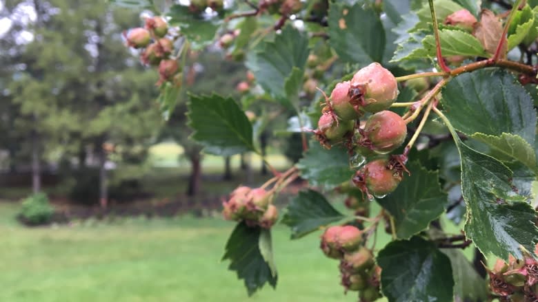 Looking for free fruit? Edmonton's new online map may be the apple of your eye