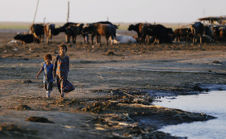 Iraqi Marsh Arab girls walk near buffaloes at the Chebayesh marsh in Dhi Qar province, Iraq April 13, 2019. REUTERS/Thaier al-Sudani