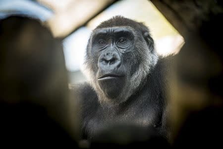A gorilla named Susie sits in her enclosure at the Columbus Zoo and Aquarium in Powell, Ohio in this August 24, 2015 handout photo provided by the Columbus Zoo on March 16, 2016.REUTERS/ Columbus Zoo and Aquarium/Amanda Carberry/Handout via Reuters