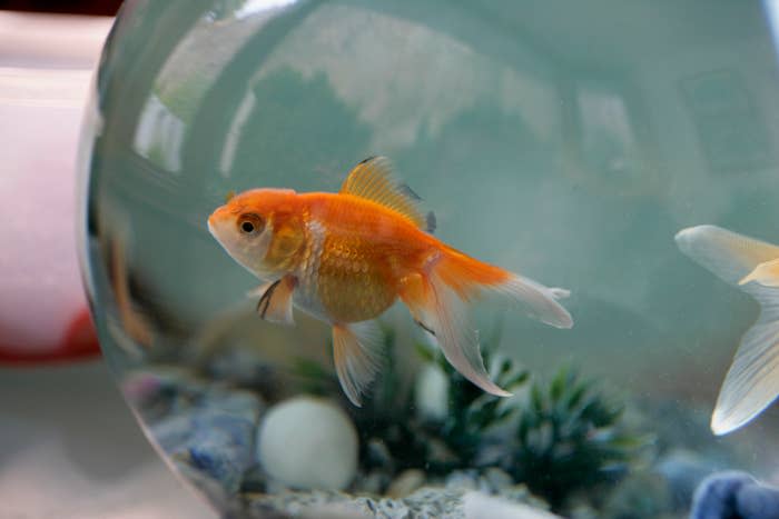 Goldfish swimming in a bowl with pebbles and artificial plants