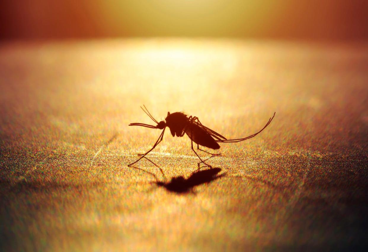 <a href="https://www.shutterstock.com/es/image-photo/soft-focus-mosquito-on-sunset-silhouette-1909507768" rel="nofollow noopener" target="_blank" data-ylk="slk:19 STUDIO/Shutterstock;elm:context_link;itc:0;sec:content-canvas" class="link ">19 STUDIO/Shutterstock</a>