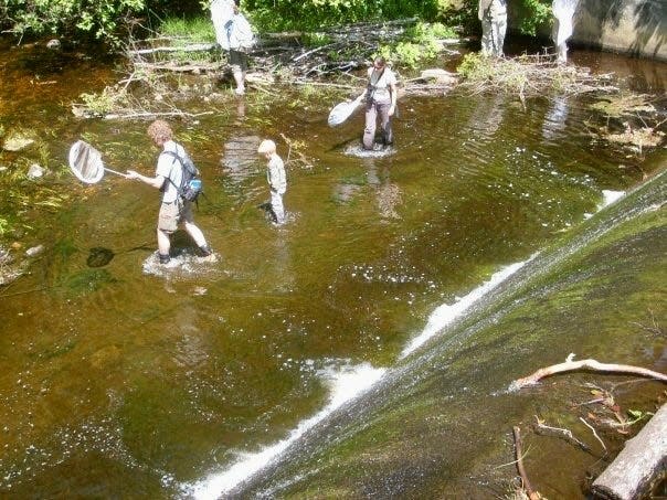 Eric Eaton leads an Athol Bird & Nature Club walk through a brook looking for dragonflies.