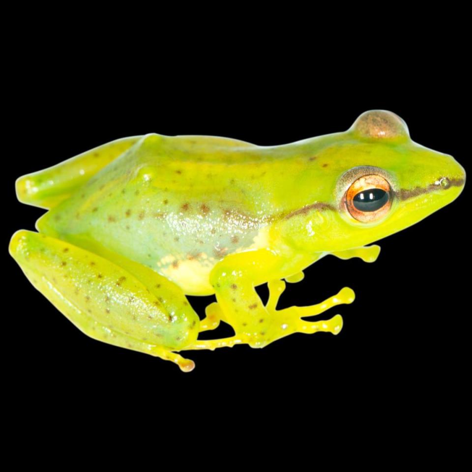 Guibemantis pulcherrimus, or “most beautiful” tree frog, was found in the Marojejy region in northeast Madagascar, the study said. Mark Scherz