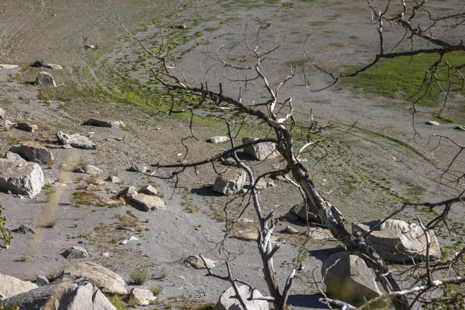 Dead quaking Aspen trees stand near a shoreline expanded by the very low water level at Grant Lake, California. / Credit: David McNew / Getty Images