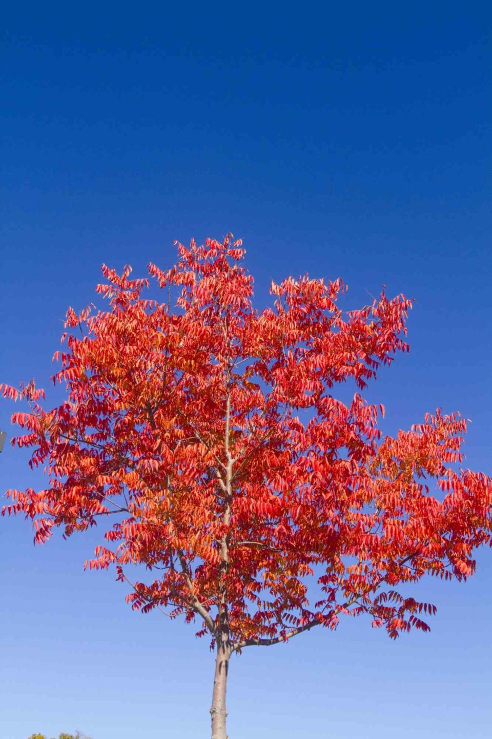 Chinese Pistache Tree