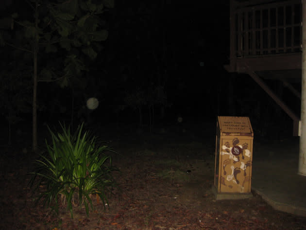 A shot taken below the 'Suicide Tower' at Pasir Ris Mangrove Swamp (SPI photo)