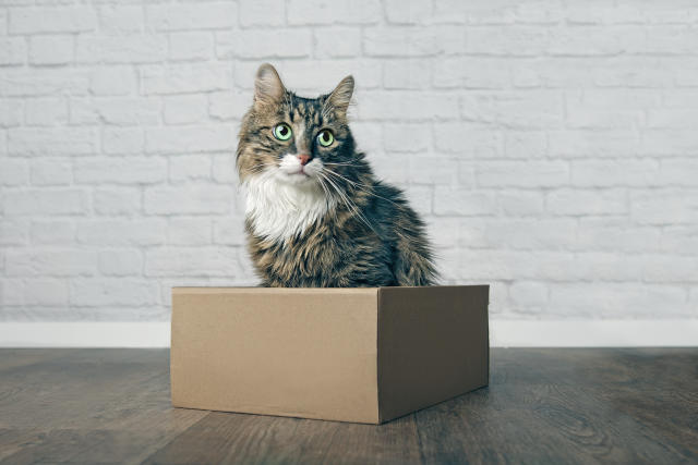 If I Fits I Sits': The Science Behind Cats Sitting in Squares