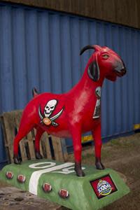 tampa bay buccaneers goat