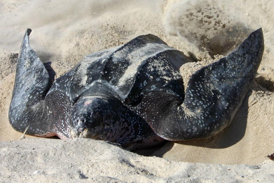 Leatherback sea turtle.