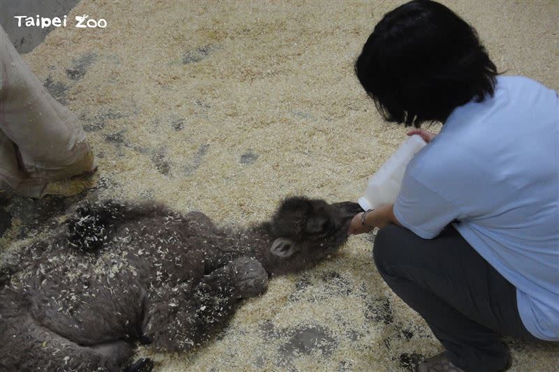 當年(2012年) 「煙雨」出生時因為母親無法照顧，加上出生時就有的腳疾，一路在跌跌撞撞中成長，靠著一群獸醫及保育員充當奶媽、奶爸細心照顧「煙雨」拉拔牠長大。(2012年5月紀錄影像)。（圖／翻攝自「Taipei Zoo 臺北市立動物園」粉專）