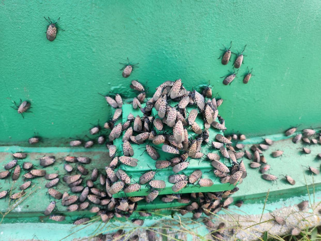 Hundreds, if not thousands, of adult spotted lanternflies congregating on the water tower at the U.S. Department of Agriculture Appalachian Fruit Research Station in Kearneysville, W.Va., during the summer of 2023.