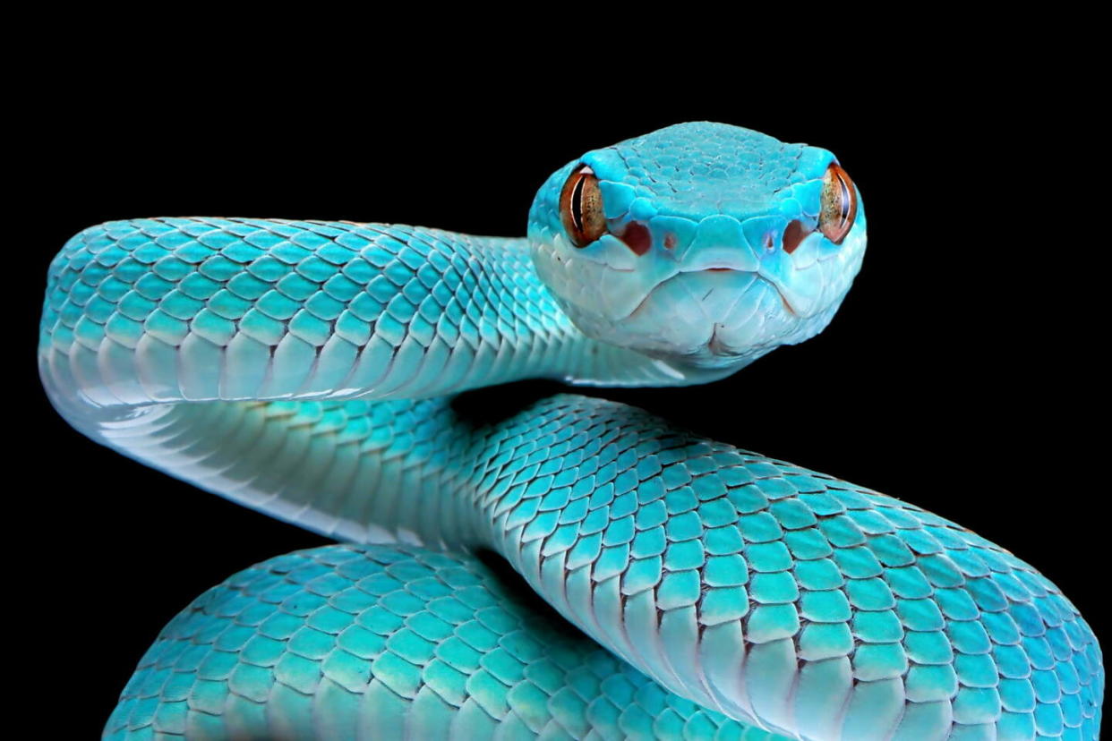 Un serpent prêt à attaquer.  - Credit:Kurit afshen / Shutterstock / Shutterstock / Kurit afshen