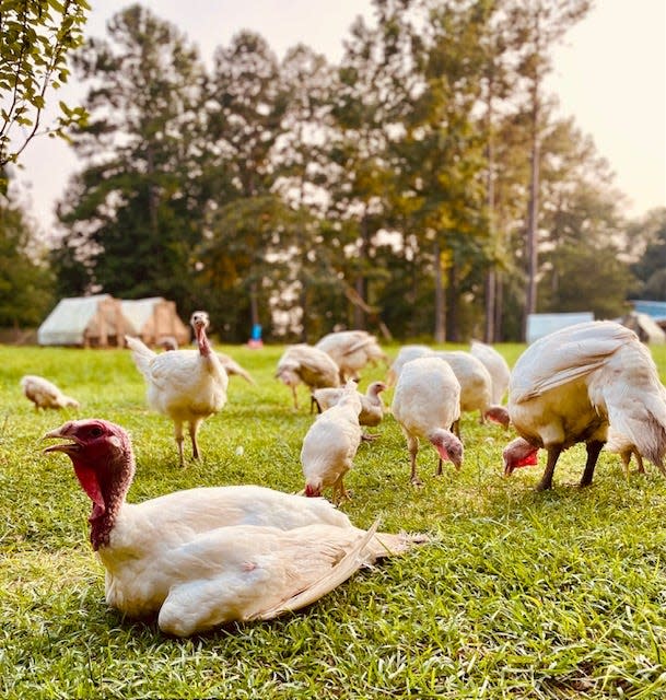 Turkeys roam the pastures at La Petite Ferme in Havana.