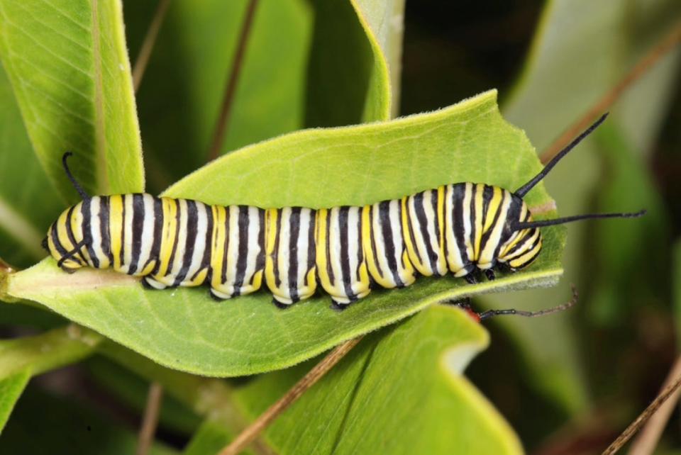 A Monarch caterpillar crawls on a leaf.