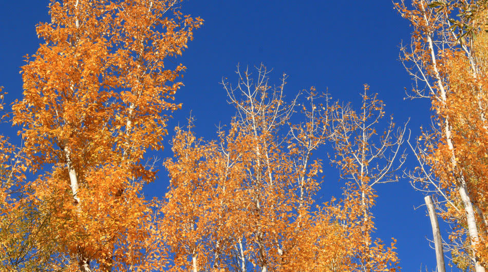 The blue-gold Autumn of Leh -Where leaves of poplar and the willow turn gold in autumn.