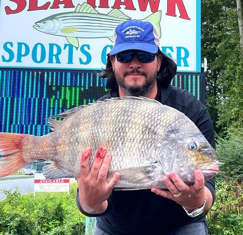 Maryland record sheepshead