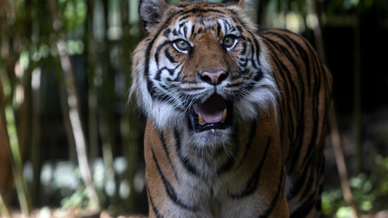 <div>Chelsea the Sumatran tiger</div>