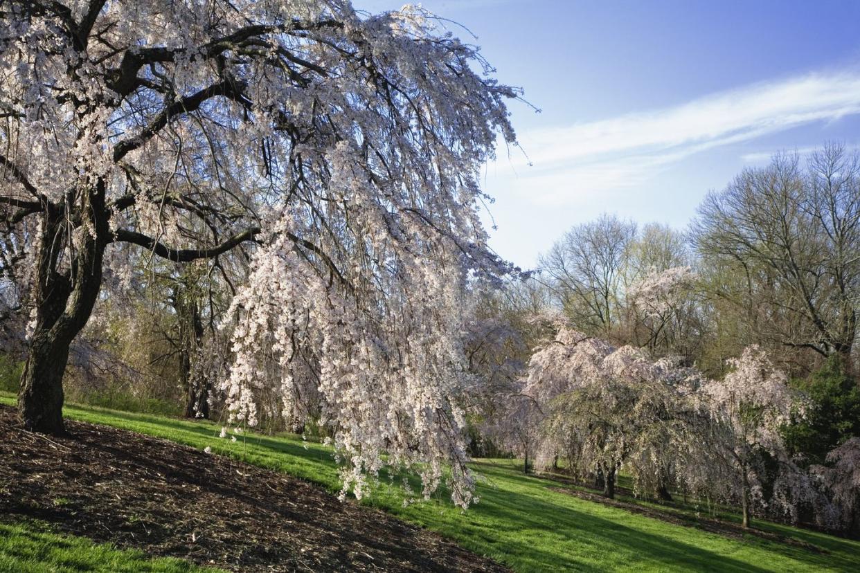 cherry tree blossoms