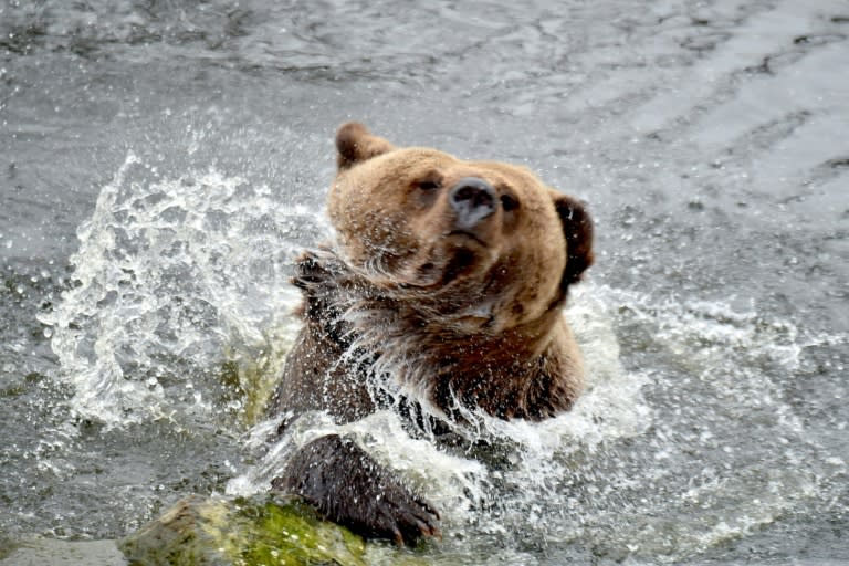 Four Paws park in Ukraine is now home to five brown bears saved from places such as roadside cafe and private circuses