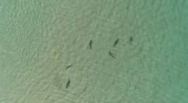 A number of different species of shark joined in. Source: Barry Miall