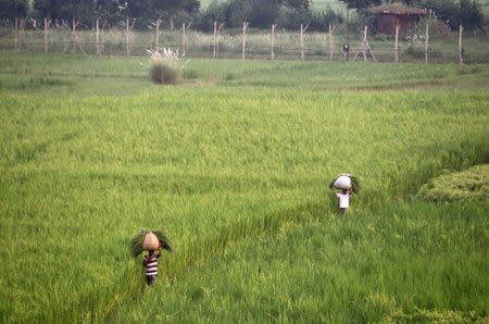 Villagers carry fodder in a paddy field near the fenced border with Pakistan in Suchetgarh, southwest of Jammu, September 30, 2016. REUTERS/Mukesh Gupta