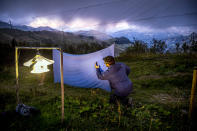 In this undated image provided by the Max Planck Institute of Animal Behavior, hawkmoths are caught in the Col de Bretolet, a pass located in the Swiss Alps through which many birds and insects migrate every year. Scientists in Germany attached tiny trackers to giant moths looking for clues about insect migration. (Christian Ziegler/Max Planck Institute of Animal Behavior via AP)