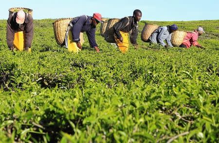 Workers pick tea leaves at a plantation in Nandi Hills in Kenya's highlands region west of Nairobi, November 5, 2014. REUTERS/Noor Khamis