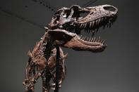 <p>Le squelette de Gorgosaurus, une espèce de dinosaure cousin du T-Rex et ayant vécu il y a plus de 77 millions d'années, est à vendre aux enchères par la maison Sotheby's.</p>
