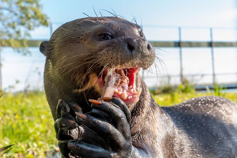 El traslado de "Alondra", la nutria gigante