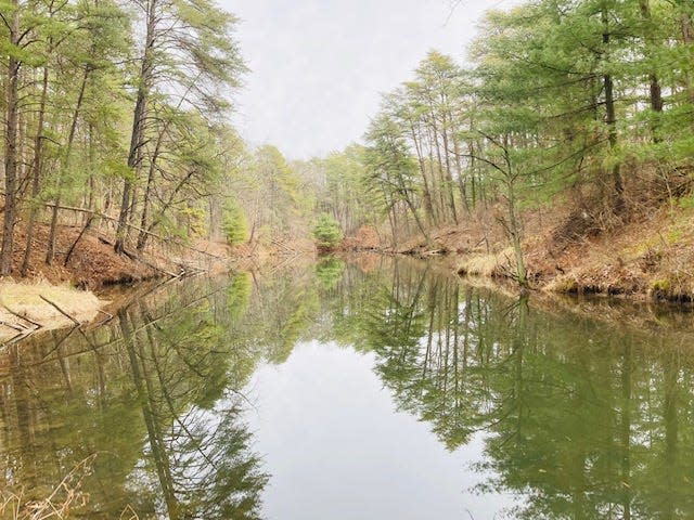 One of many lakes at Greene-Sullivan State Forest.