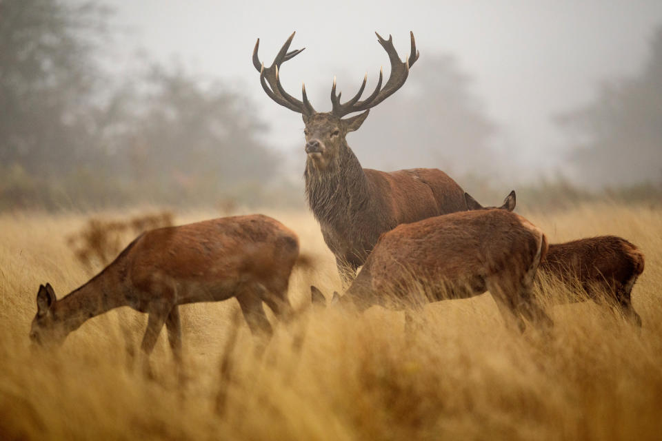 Pictures of the Week: Rutting season