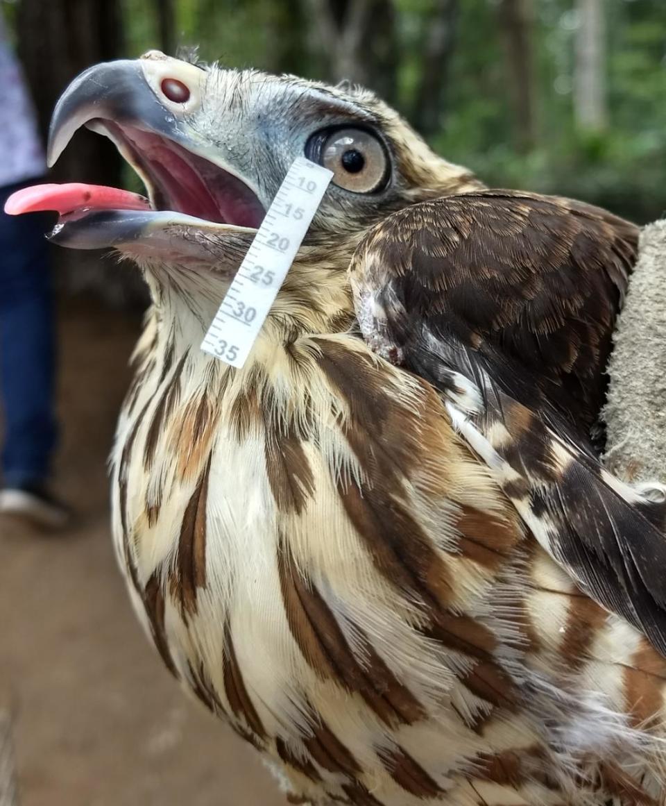 Collecting tears from roadside hawk