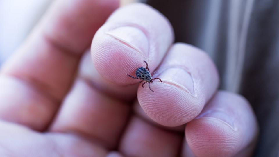 Zecken sind nicht wählerisch. Sie stechen einfach jeden, der ihnen zu nahe kommt und bedienen sich an seinem Blut. (Bild: iStock / vzwer)