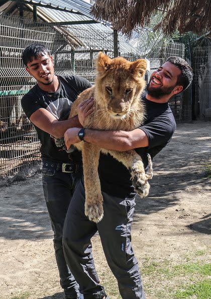 Palestinian zoo workers hold up the lioness (SAID KHATIB/AFP/Getty Images)