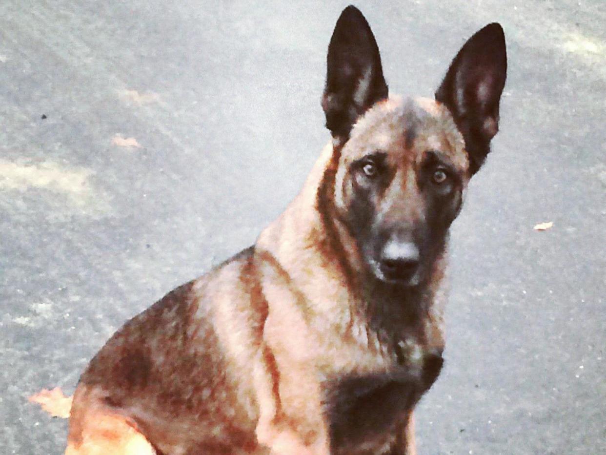 The dog known as K9 Veda was punched, kicked and bitten on the head by the man resisting arrest, but was uninjured and cleared for duty: New Hampshire Canine Trooper's Association / Facebook