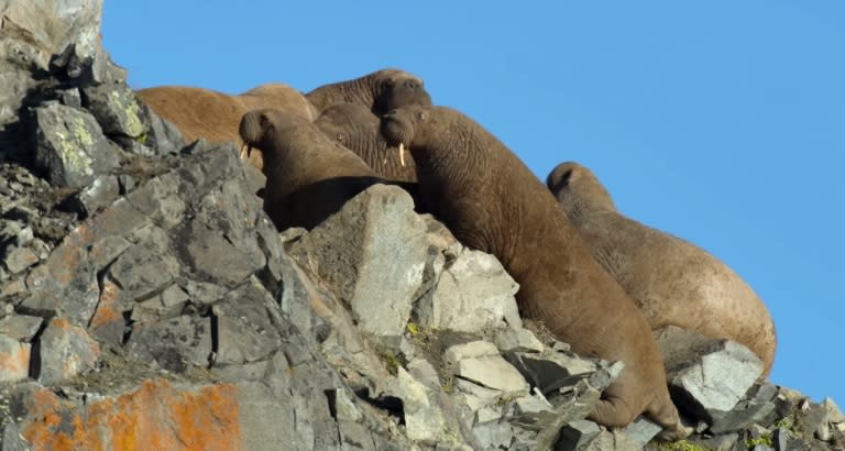 ‘Our Planet’ creators watch as walruses precariously scale the sides of cliffs in northeast Russia