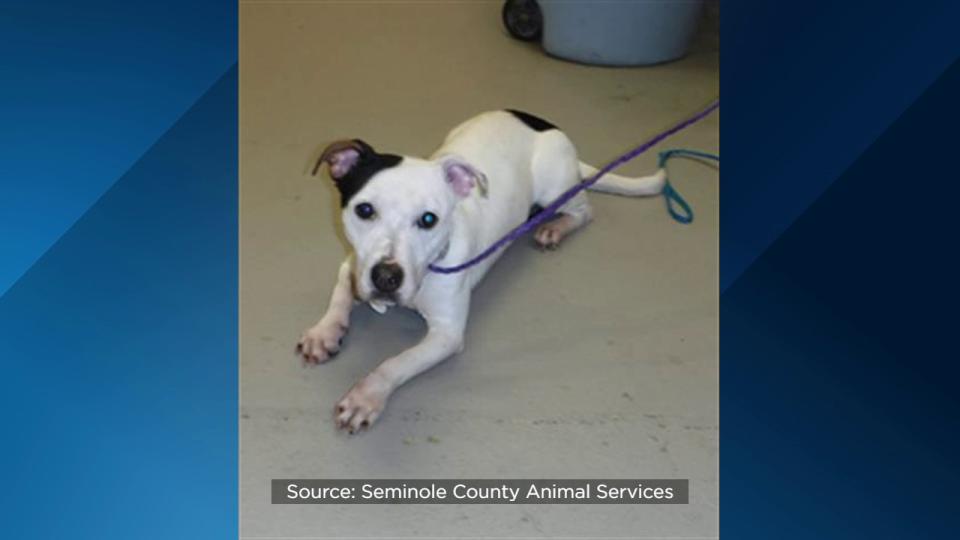 Seminole County Animal Services announced Friday that the shelter is over capacity and offering $5 dog adoptions to help make room.