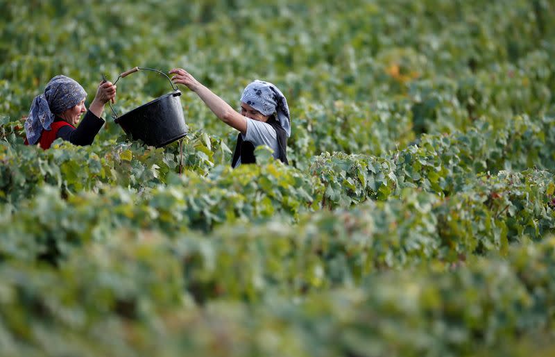 FILE PHOTO: Workers collect grapes in a Taittinger vineyard during the traditional Champagne wine harvest in Pierry