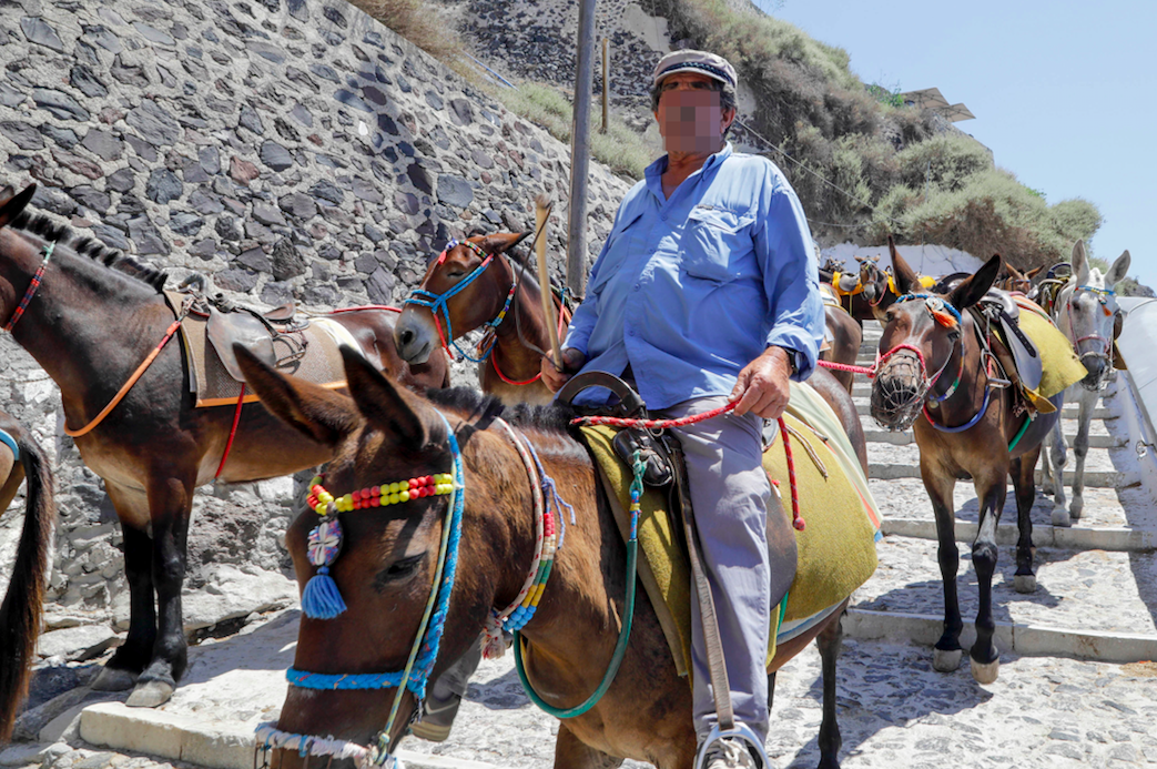 <em>Greece’s Ministry of Rural Development and Food has published a new set of regulations regarding donkeys’ wellbeing (Caters)</em>