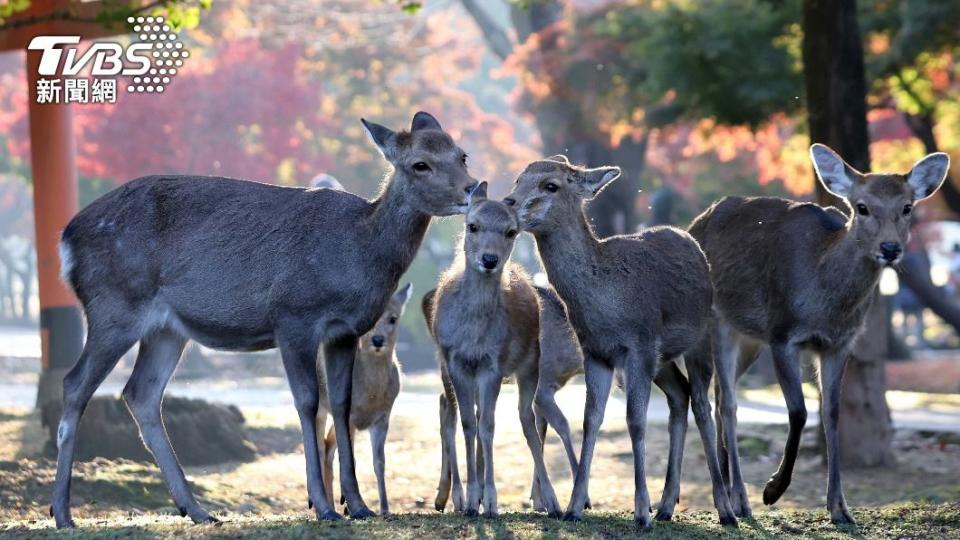 生活在奈良公園的鹿不怕人，許多遊客都會在當地購買鹿仙貝餵食牠們。（圖／達志影像美聯社）
