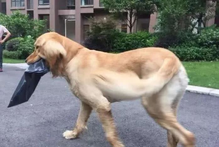 黃金獵犬幫主人取快遞。（圖／翻攝自微信）