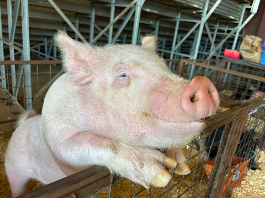 A interested pig sticks arms and head over the fence at the 48th annual Smith County Junior Livestock Show. 