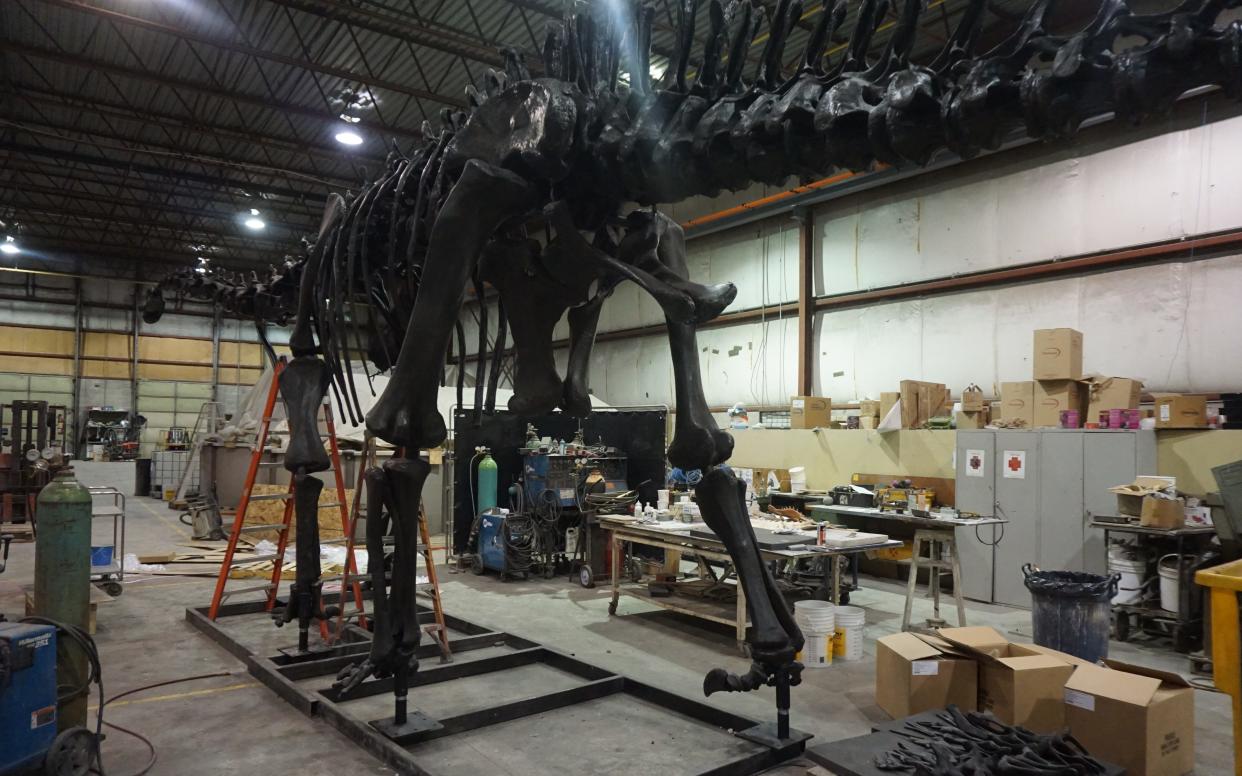 Dippy the Dinosaur is currently undergoing restoration in Toronto, Canada  - Loraine Cornish 