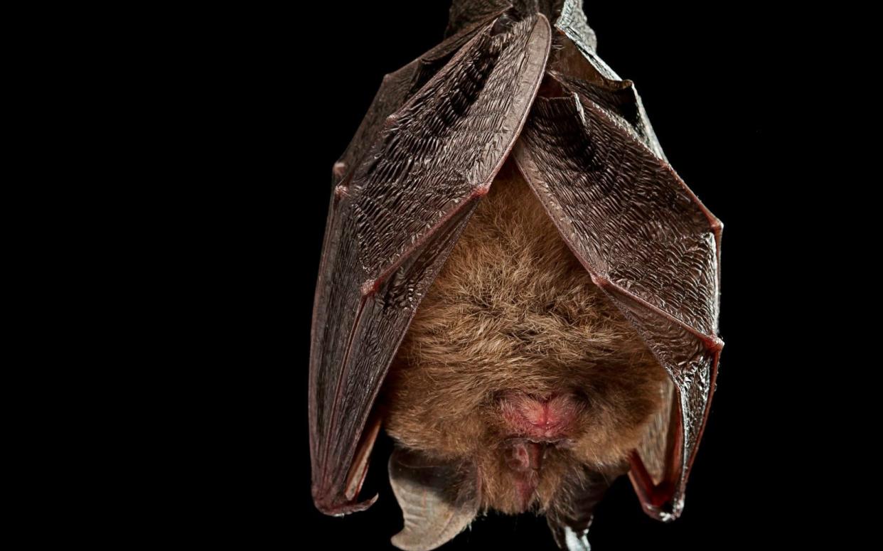 The viruses similar to the pathogen behind the Covid-19 pandemic were found in horseshoe bats - Stone RF