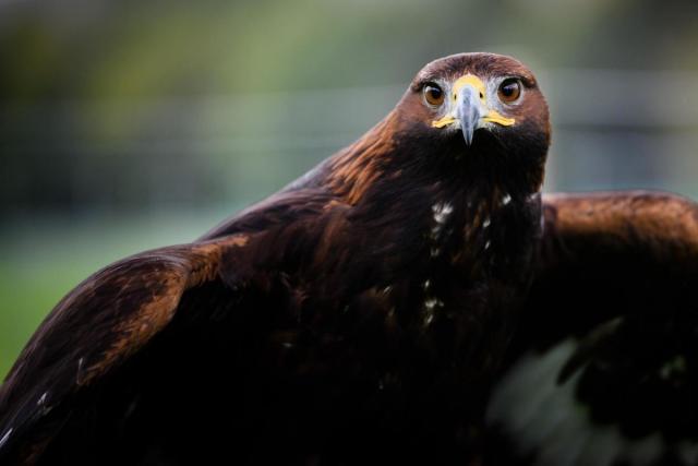 Four rare birds of prey thrive at 'record' levels in the UK as